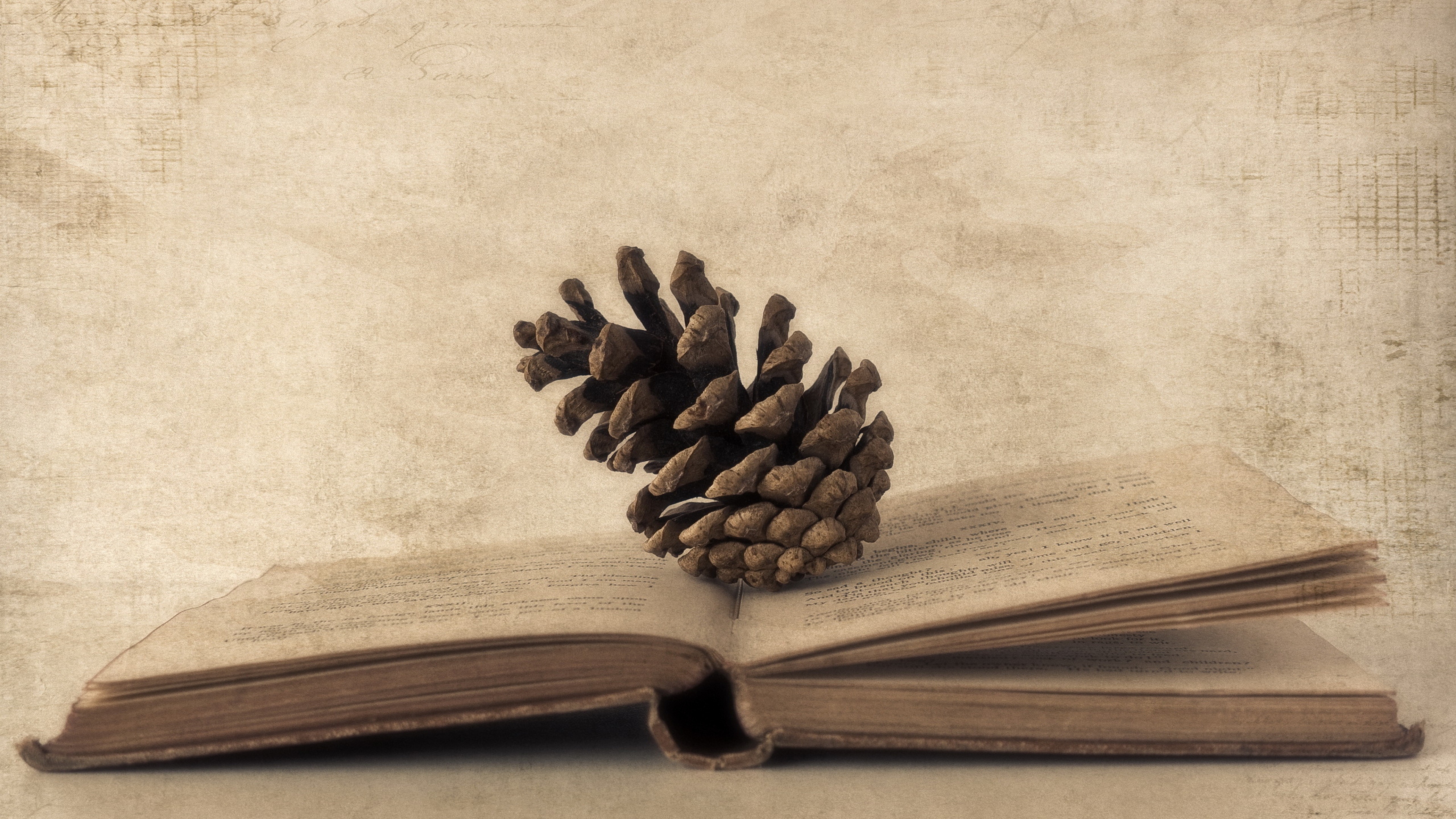 Pine Cone